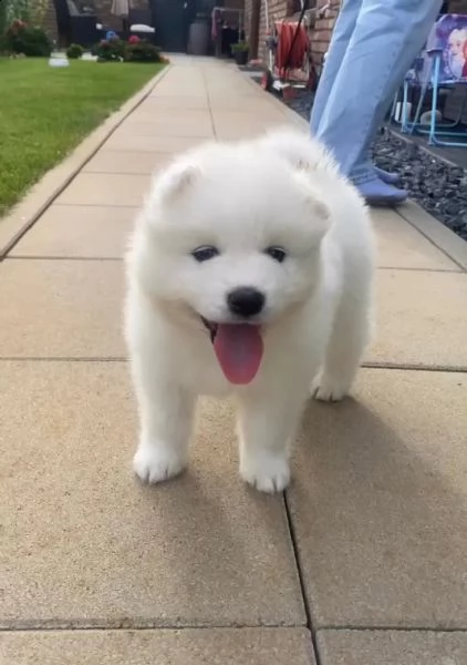 cuccioli di samoiedo maschio e femmina