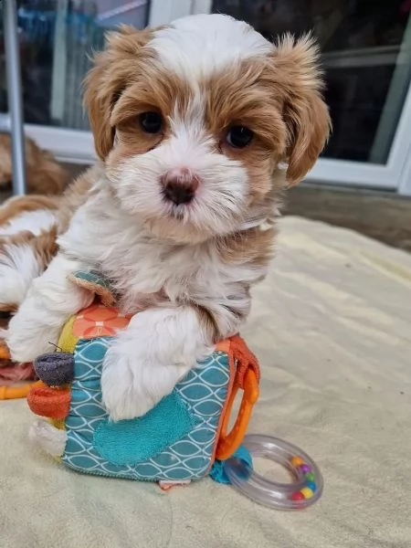 adorabile e sani cucciolo di bichon havanese | Foto 2