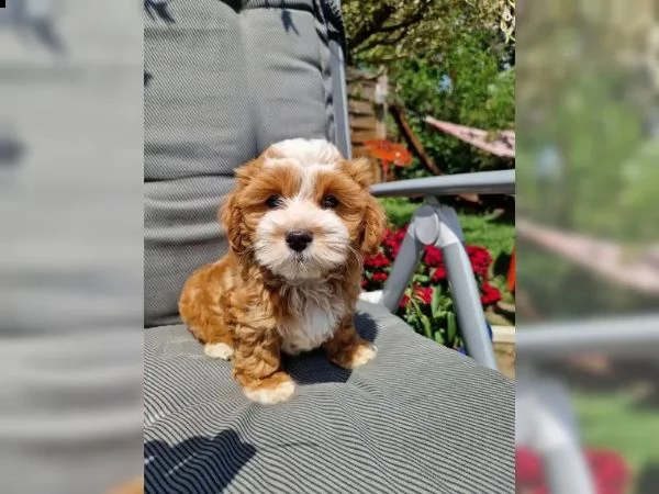 adorabile e sani cucciolo di bichon havanese | Foto 1