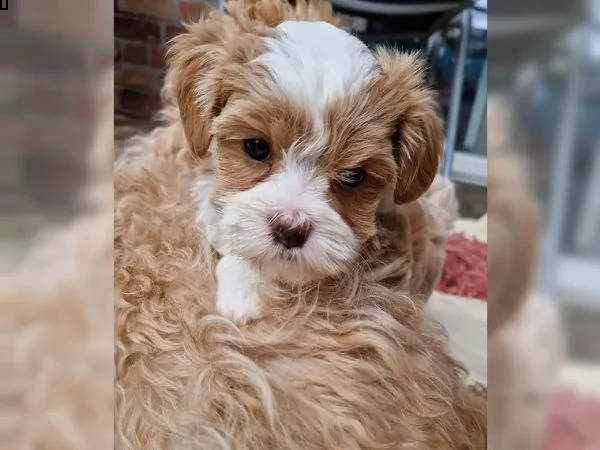 adorabile e sani cucciolo di bichon havanese