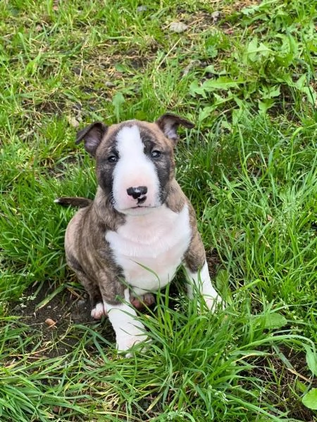 cuccioli di bull terrier in miniatura maschi e femmine con documenti. | Foto 2