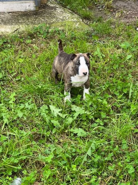 cuccioli di bull terrier in miniatura maschi e femmine con documenti. | Foto 1