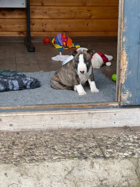 cuccioli di bull terrier in miniatura maschi e femmine con documenti. | Foto 0