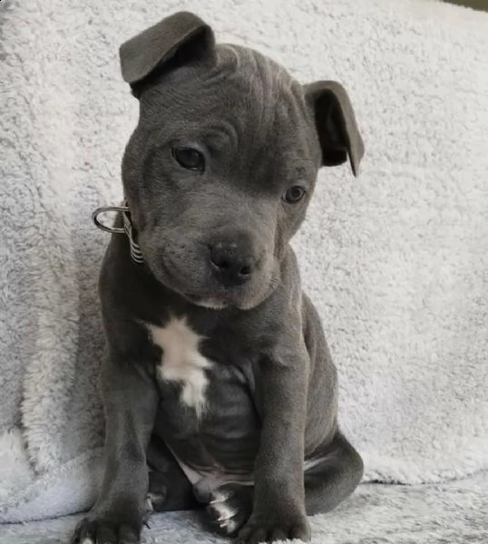 regalo cuccioli pitbull disponibili bellissimi cuccioli di pitbull, genitori visibili, i cuccioli so