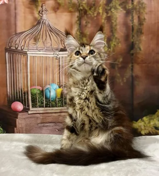 bellissimi gattini maine coon