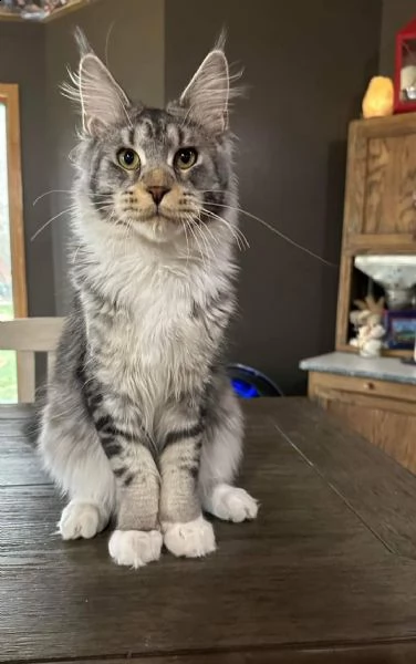 bellissimi gattini maine coon