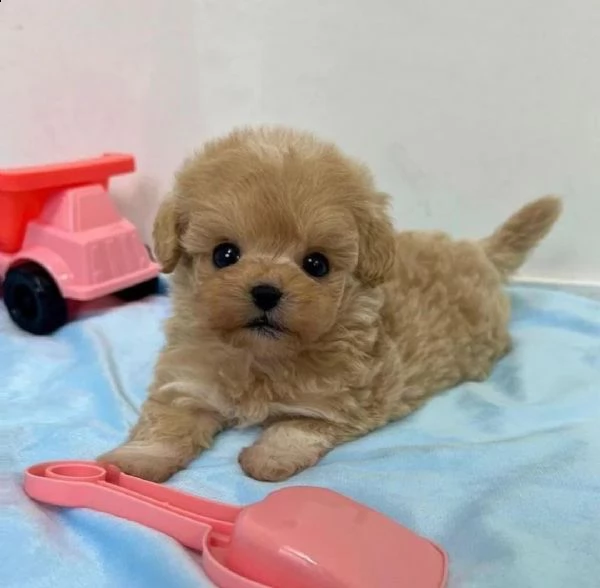 cuccioli di maltipoo in adozione