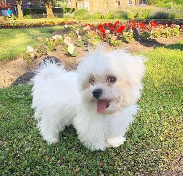 cuccioli di maltese in adozione