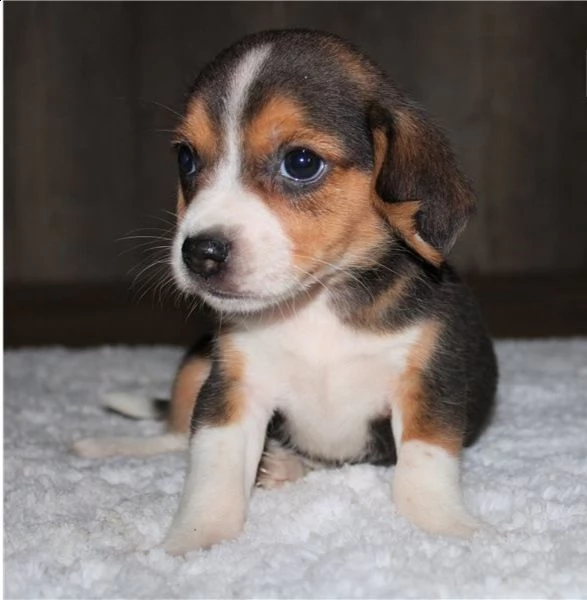 cuccioli di beagle in adozione