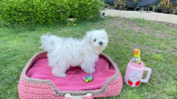 affettuosi cuccioli di maltese in cerca di una casa buona e premurosa ben addestrati cuccioli di mal | Foto 0