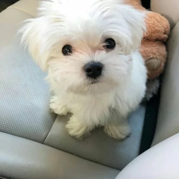 fantastici cuccioli maltesi teacup disponibili per il tuo nuovo membro della famiglia cucciolata san