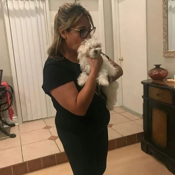 disponibili magnifici cuccioli di maltese maschi e femmine bellissimi cuccioli di maltese. cresciuto | Foto 0