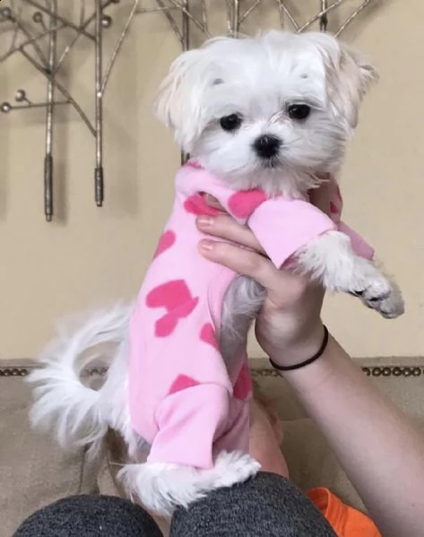 bellissimi cuccioli di maltese akc teacup disponibili regalo di famiglia per te abbiamo tre bellissi | Foto 0