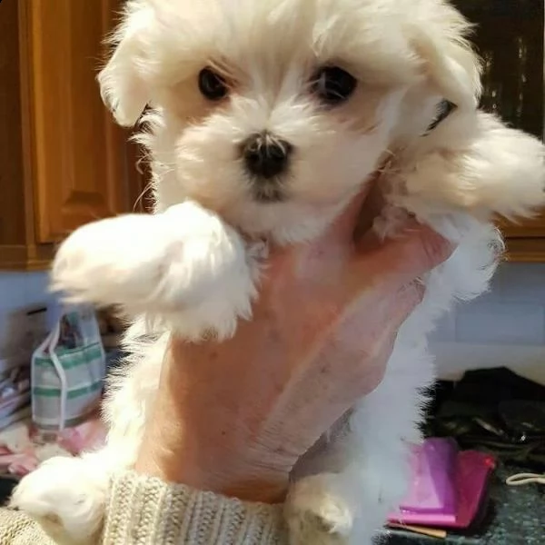 fantastici cuccioli maltesi in tazza da tè/giocattolo disponibili per l'adozione abbiamo 2 bellissim