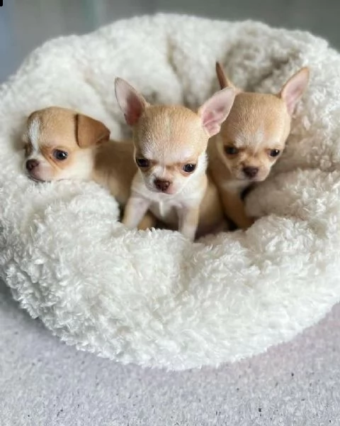 bellissimi cuccioli di chihuahua boston tigrato nero e bianco bellissimi cuccioli neri tigrati e bia | Foto 1