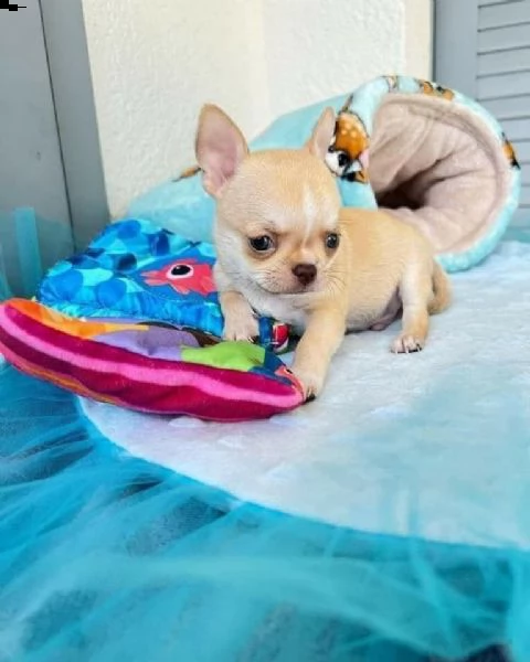 bellissimi cuccioli di chihuahua boston tigrato nero e bianco bellissimi cuccioli neri tigrati e bia | Foto 0