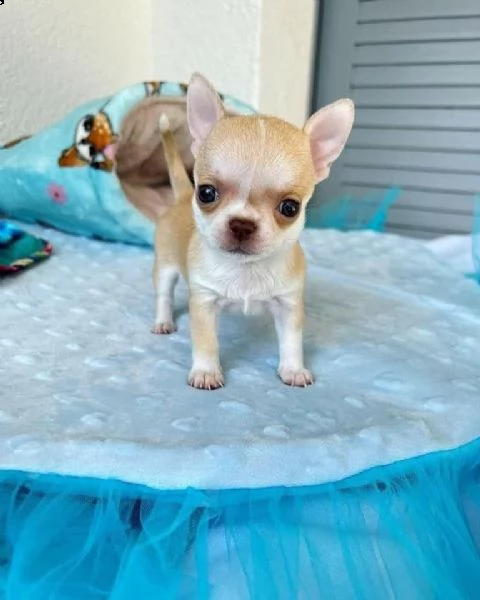 bellissimi cuccioli di chihuahua boston tigrato nero e bianco bellissimi cuccioli neri tigrati e bia