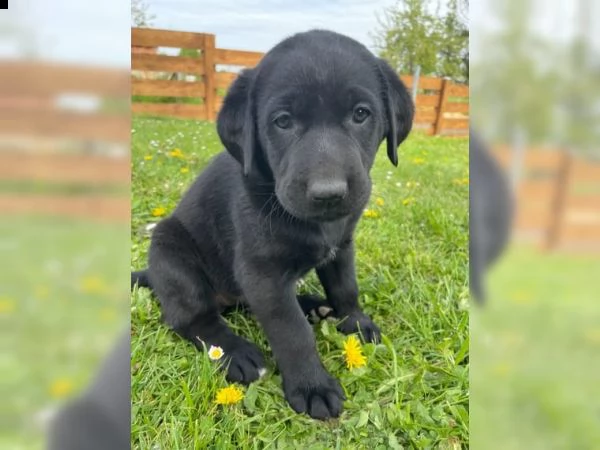  cucciolo regalo cuccioli di labrador