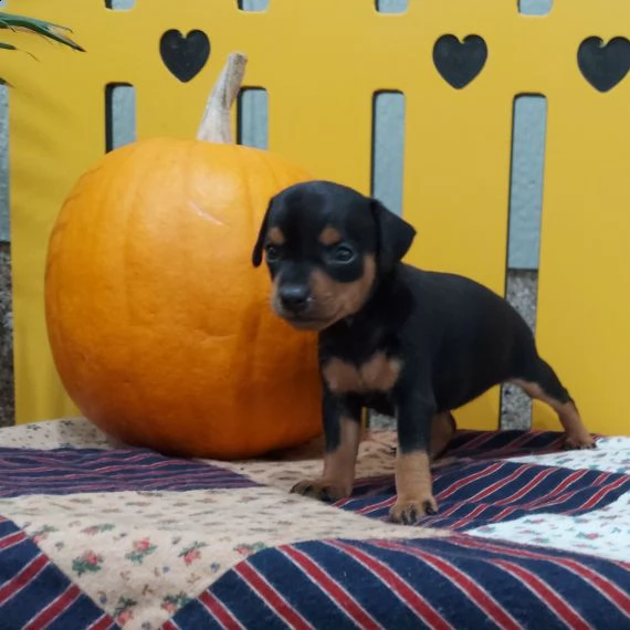 regalo cuccioli di pinscher