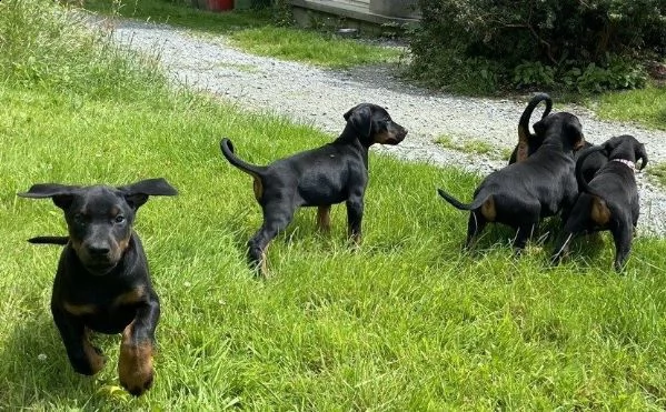 regalo adorabili cuccioli dobermann femminucce e maschietti