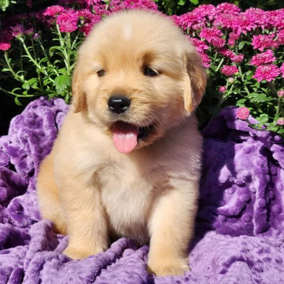 regalo golden retriver cuccioli