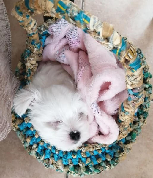 cuccioli maltesi dolci e giocherelloni in adozione, maschi e femmine ##### adorabili cuccioli maltes