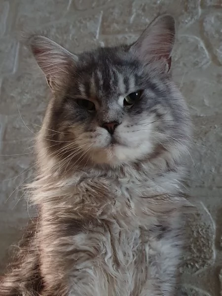 Cuccioli  di Maine Coon Femmine  | Foto 5