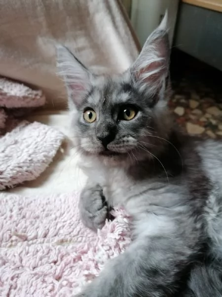 Cuccioli  di Maine Coon Femmine  | Foto 1