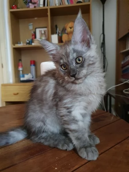 Cuccioli  di Maine Coon Femmine  | Foto 0