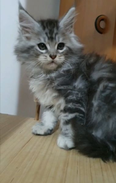 Cuccioli di Maine Coon  | Foto 4