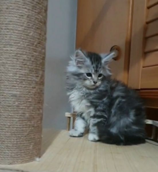 Cuccioli di Maine Coon  | Foto 3