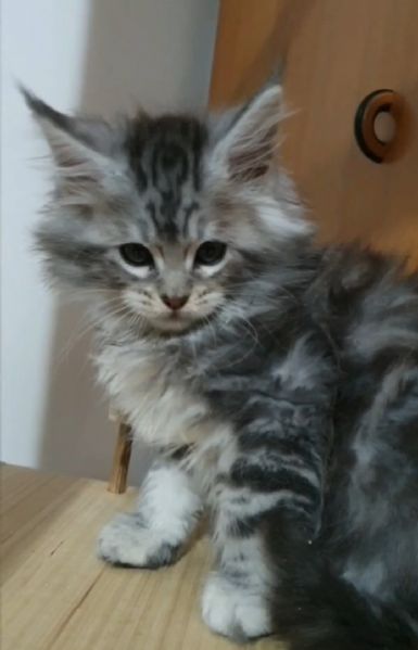 Cuccioli di Maine Coon  | Foto 0