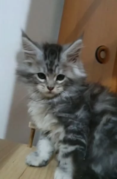 Cuccioli di Maine Coon  | Foto 3