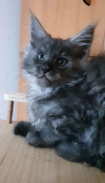 Maine Coon femmina  | Foto 0