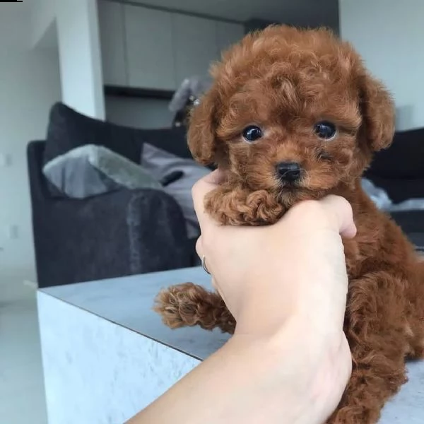 cuccioli di barboncino in adozione