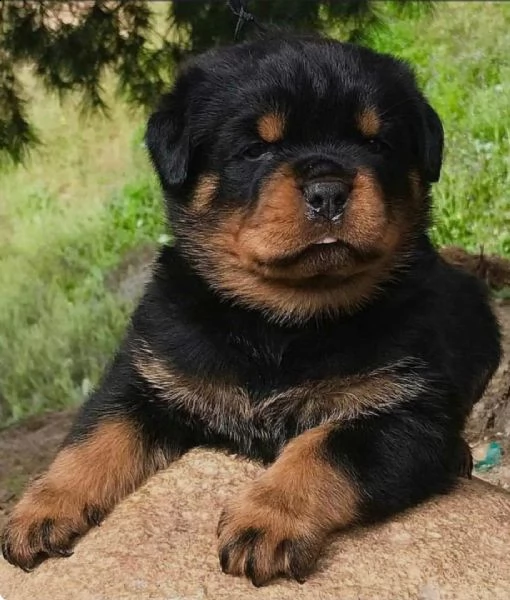 regalo cuccioli di rottweiler 1 femmine e un maschietto. i cuccioli sono gia disponibili e verranno 