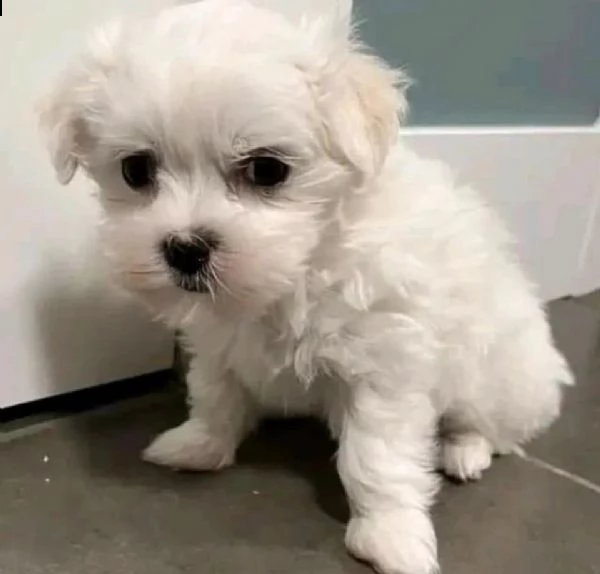 cuccioli di razza maltese toy