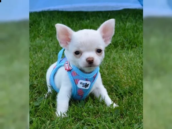 bellissimi cuccioli di  chihuahua  disponibili, | Foto 2