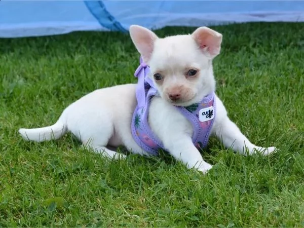 bellissimi cuccioli di  chihuahua  disponibili, | Foto 1