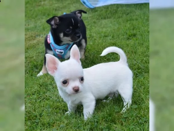 bellissimi cuccioli di  chihuahua  disponibili,