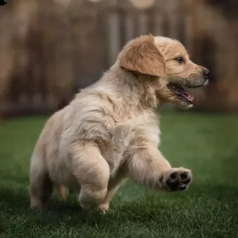 3 cuccioli di golden retriever con pedigree- | Foto 2