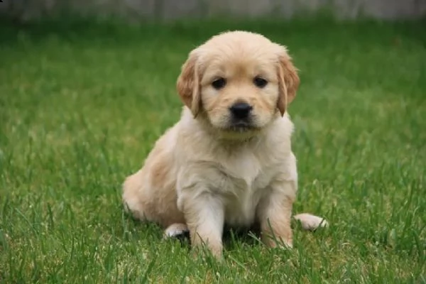 3 cuccioli di golden retriever con pedigree- | Foto 1