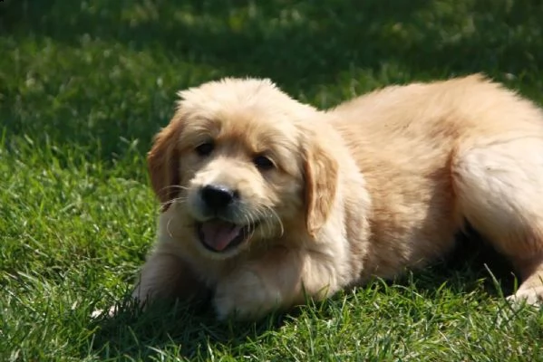 3 cuccioli di golden retriever con pedigree-