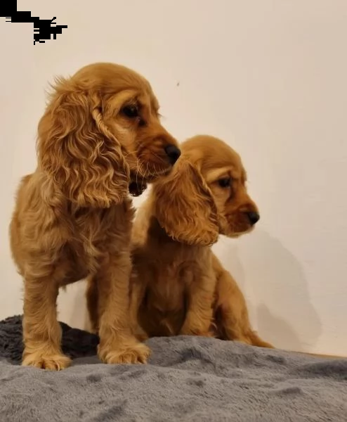 bellissimi cuccioli di cocker spaniel inglese (in pronta consegna)