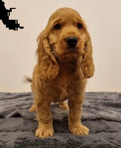 bellissimi cuccioli di cocker spaniel inglese (in pronta consegna) | Foto 2