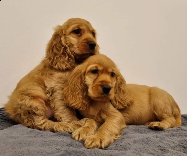 bellissimi cuccioli di cocker spaniel inglese (in pronta consegna) | Foto 1