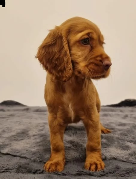 bellissimi cuccioli di cocker spaniel inglese (in pronta consegna) | Foto 0