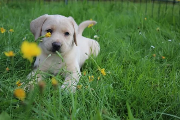 cuccioli di razza labrador in pronta consegna