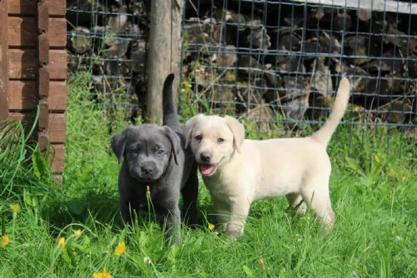 cuccioli di razza labrador in pronta consegna | Foto 2