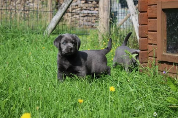 cuccioli di razza labrador in pronta consegna | Foto 0